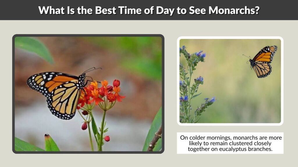 What Is the Best Time of Day to See Monarchs?