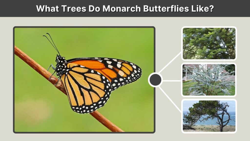 What Trees Do Monarch Butterflies Like?