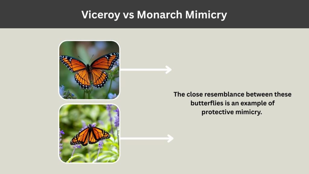 Viceroy vs Monarch Mimicry