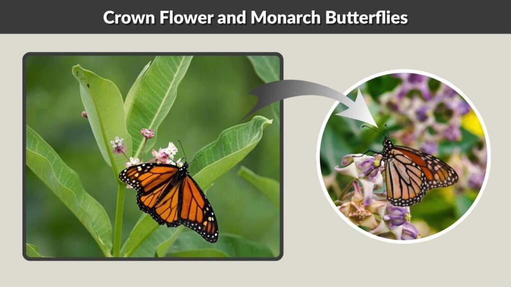 Crown Flower and Monarch Butterflies