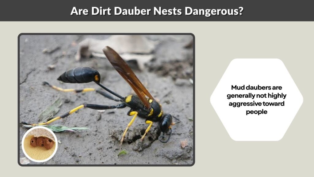 Are Dirt Dauber Nests Dangerous?