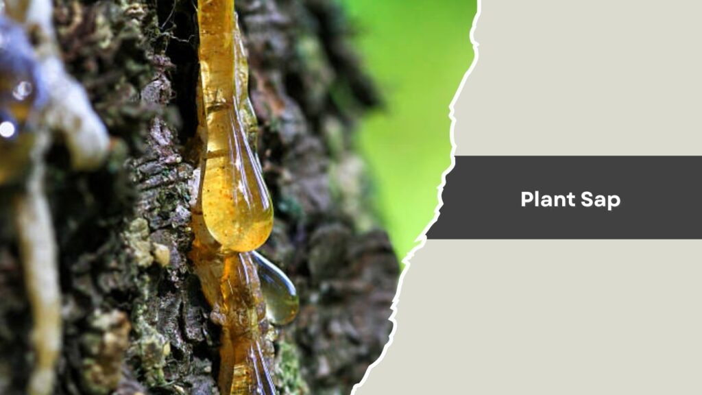 Plant Sap