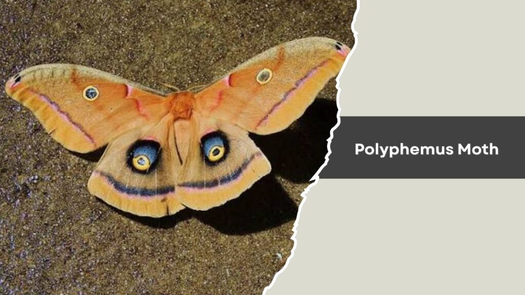 Polyphemus Moth