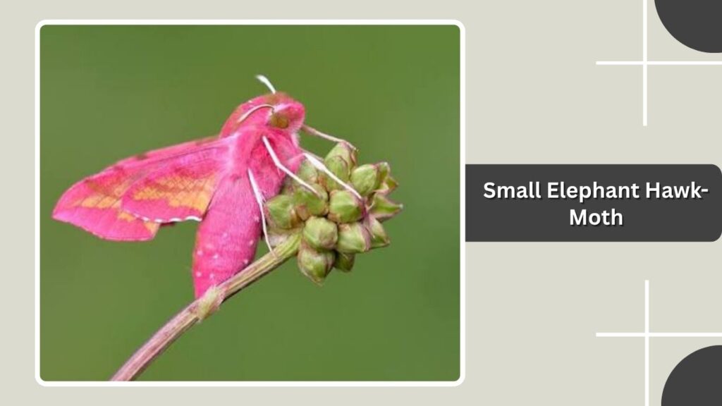 Small Elephant Hawk-Moth