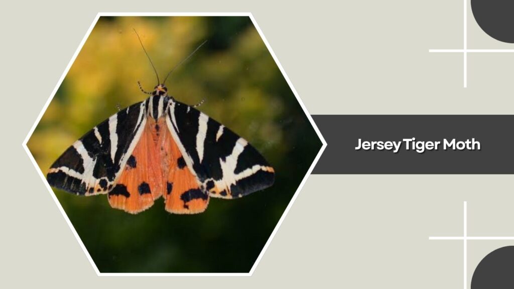 Jersey Tiger Moth