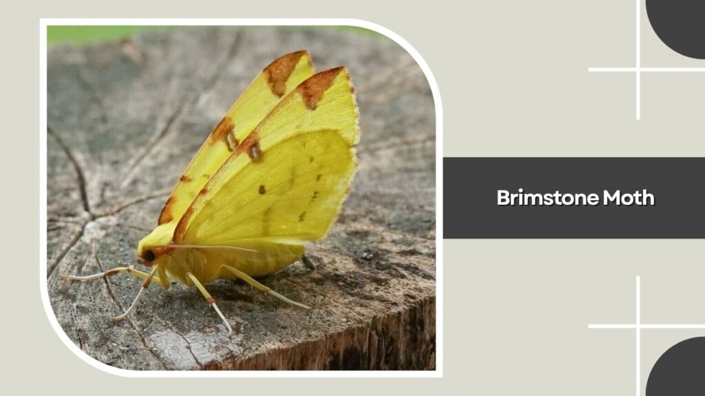 Brimstone Moth