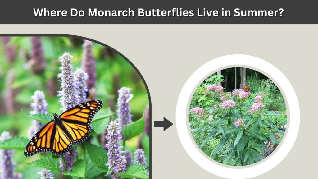 Where Do Monarch Butterflies Live in Summer?