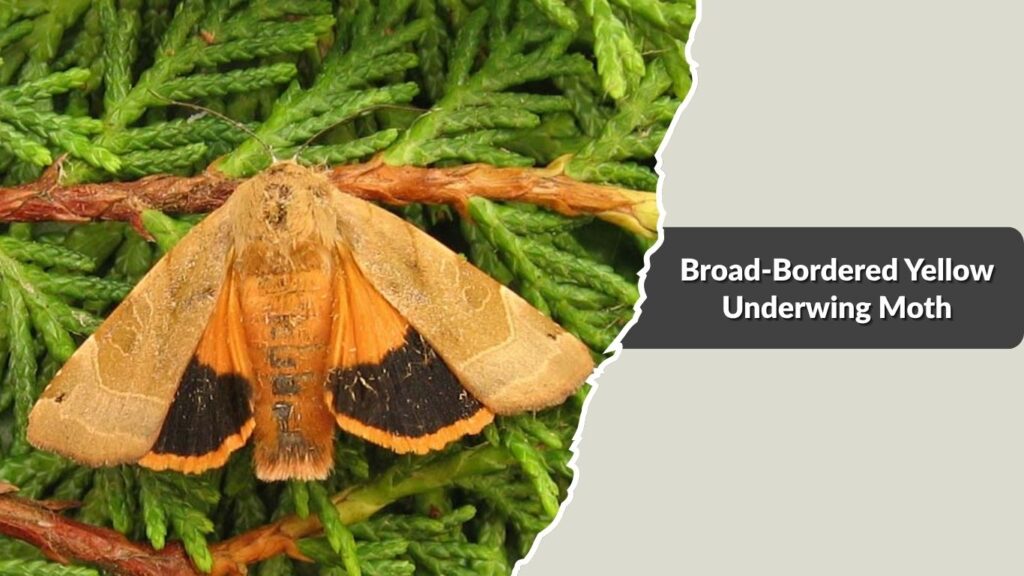 Broad-Bordered Yellow Underwing Moth