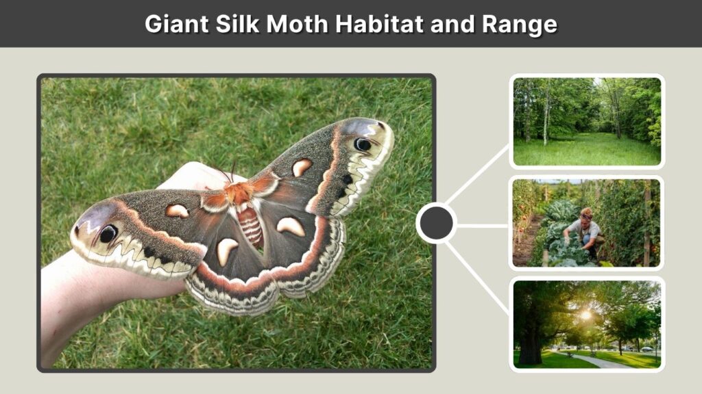 Giant Silk Moth Habitat and Range