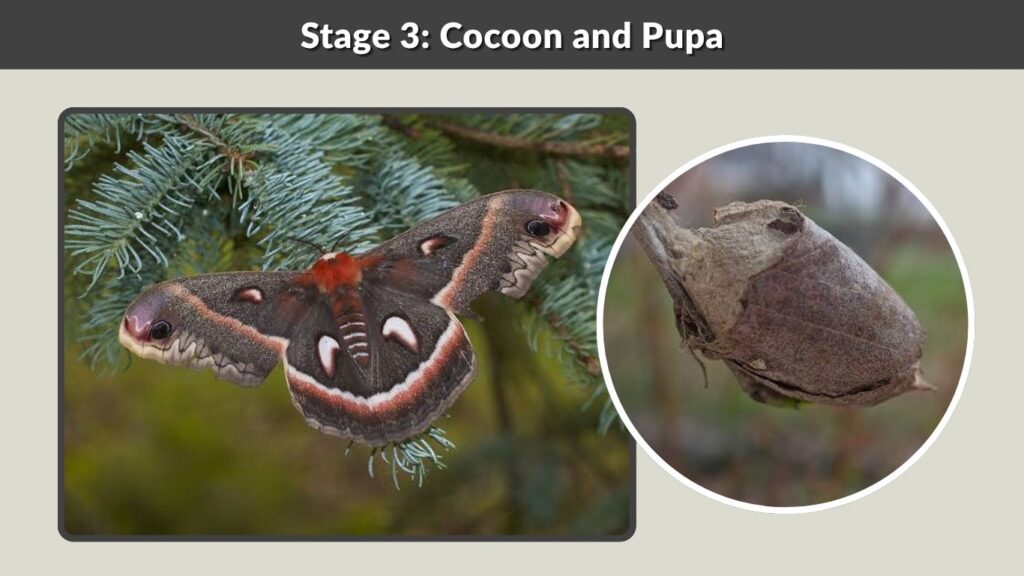 Stage 3: Cocoon and Pupa
