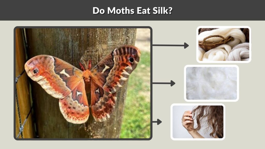 Do Moths Eat Silk?