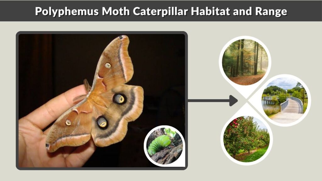 Polyphemus Moth Caterpillar Habitat and Range