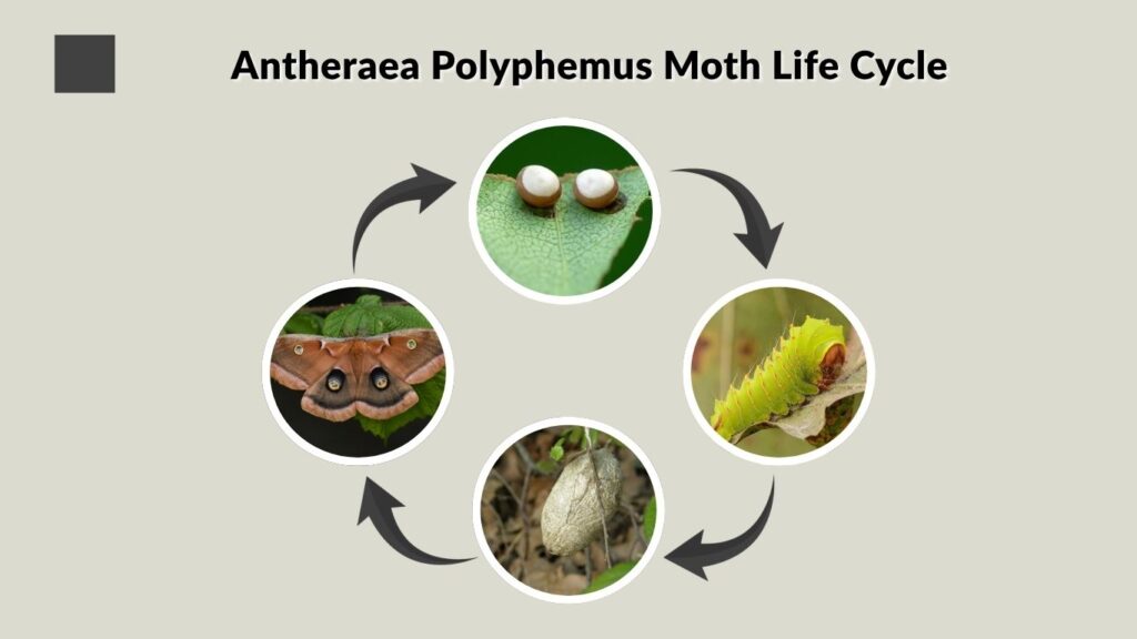 Antheraea Polyphemus Moth Life Cycle