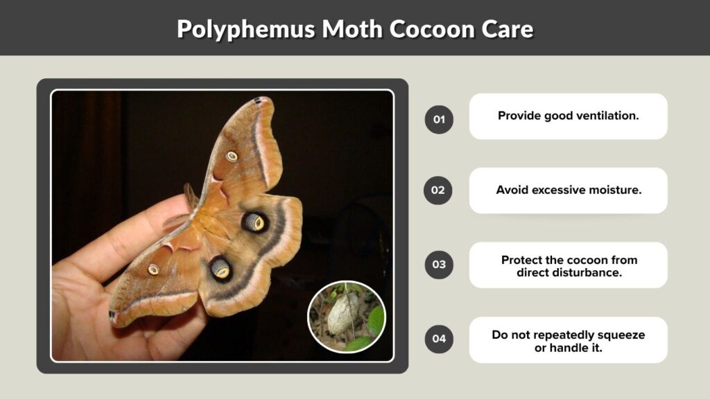 Polyphemus Moth Cocoon Care