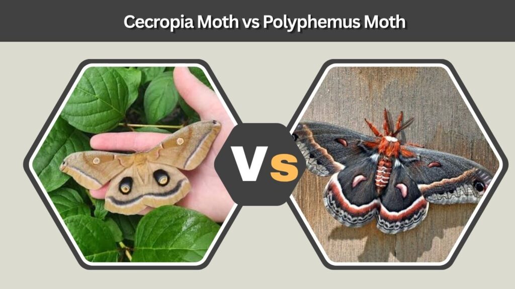 Cecropia Moth vs Polyphemus Moth
