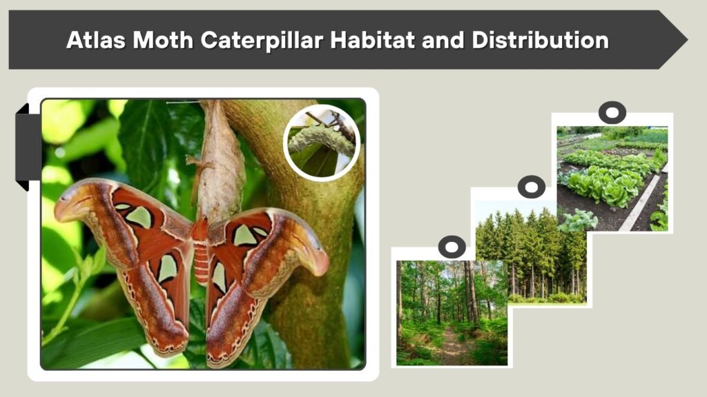 Atlas Moth Caterpillar Habitat and Distribution