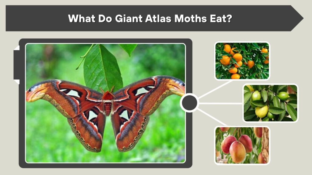 What Do Giant Atlas Moths Eat?