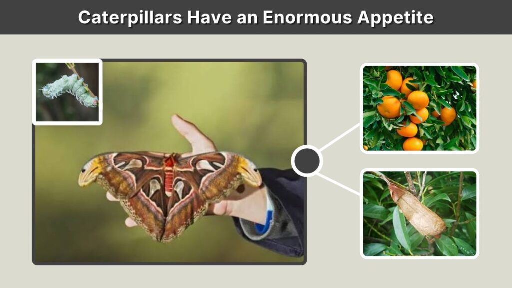 Caterpillars Have an Enormous Appetite