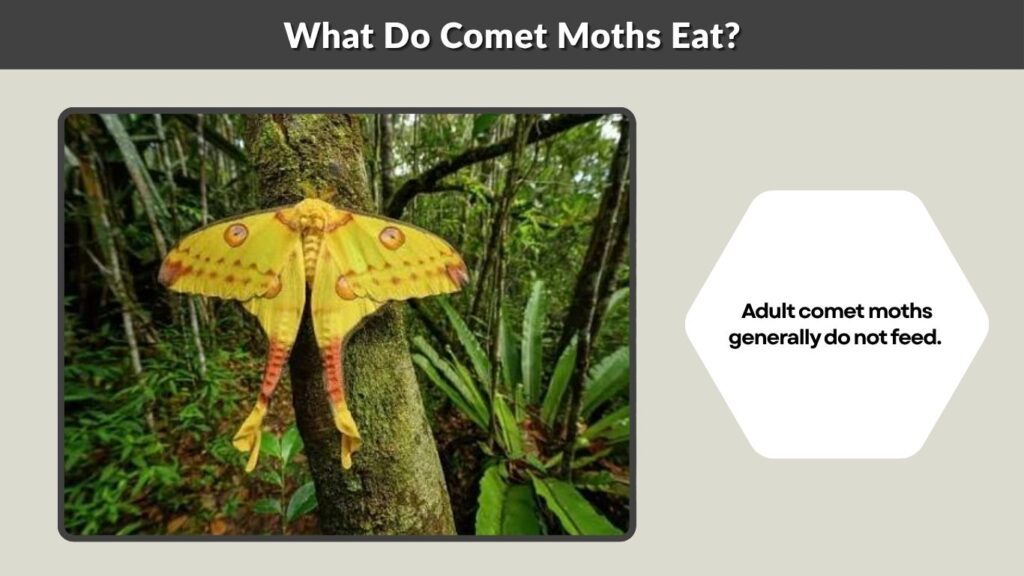 What Do Comet Moths Eat?