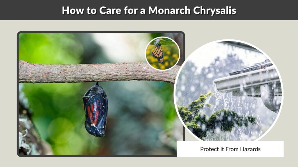 How to Care for a Monarch Chrysalis
