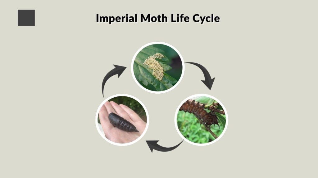 Imperial Moth Life Cycle