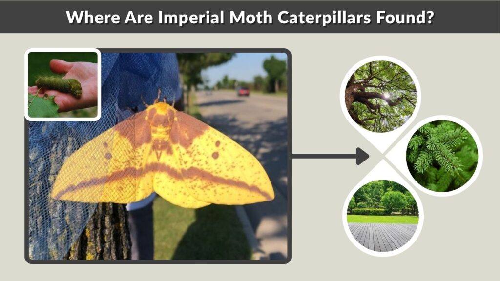Where Are Imperial Moth Caterpillars Found?