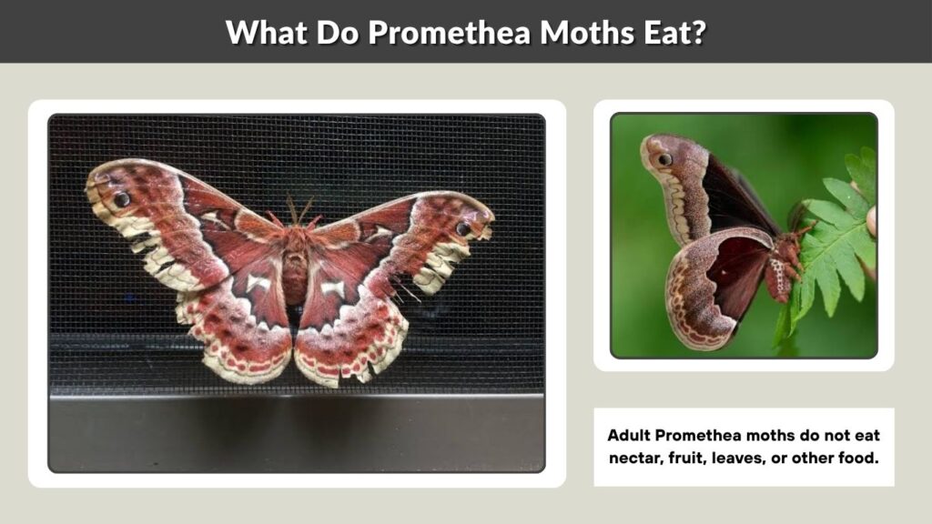 What Do Promethea Moths Eat?