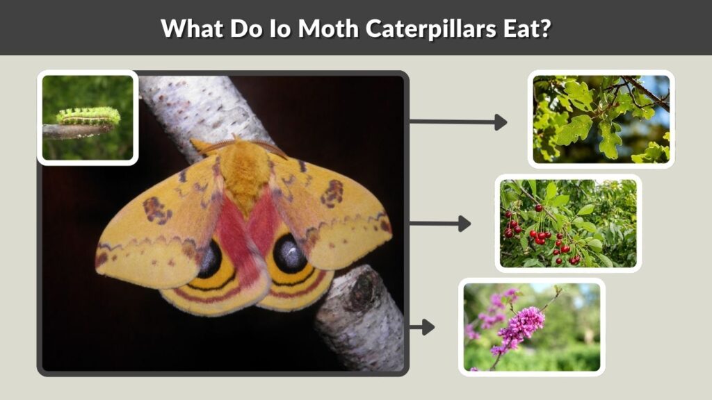 What Do Io Moth Caterpillars Eat?