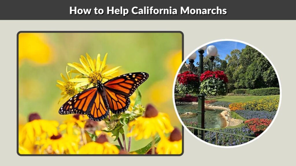 How to Help California Monarchs