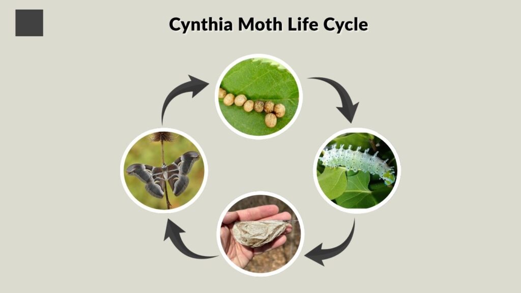 Cynthia Moth Life Cycle
