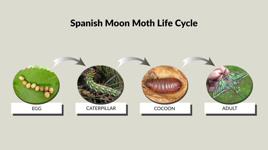 Spanish Moon Moth Life Cycle