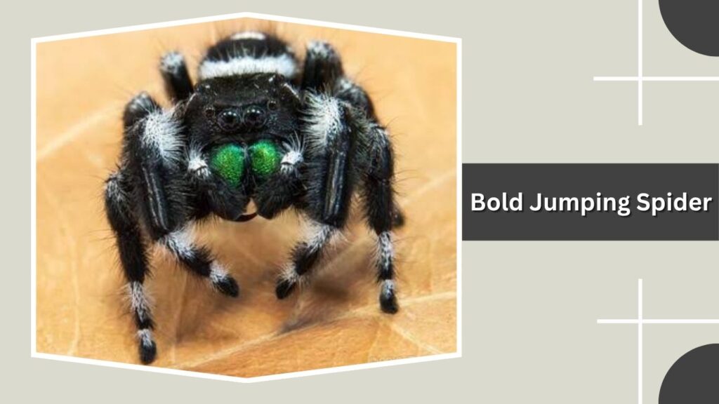 Bold Jumping Spider