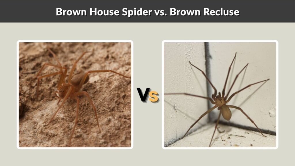 Brown House Spider vs. Brown Recluse