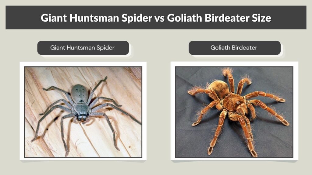 Giant Huntsman Spider vs Goliath Birdeater Size
