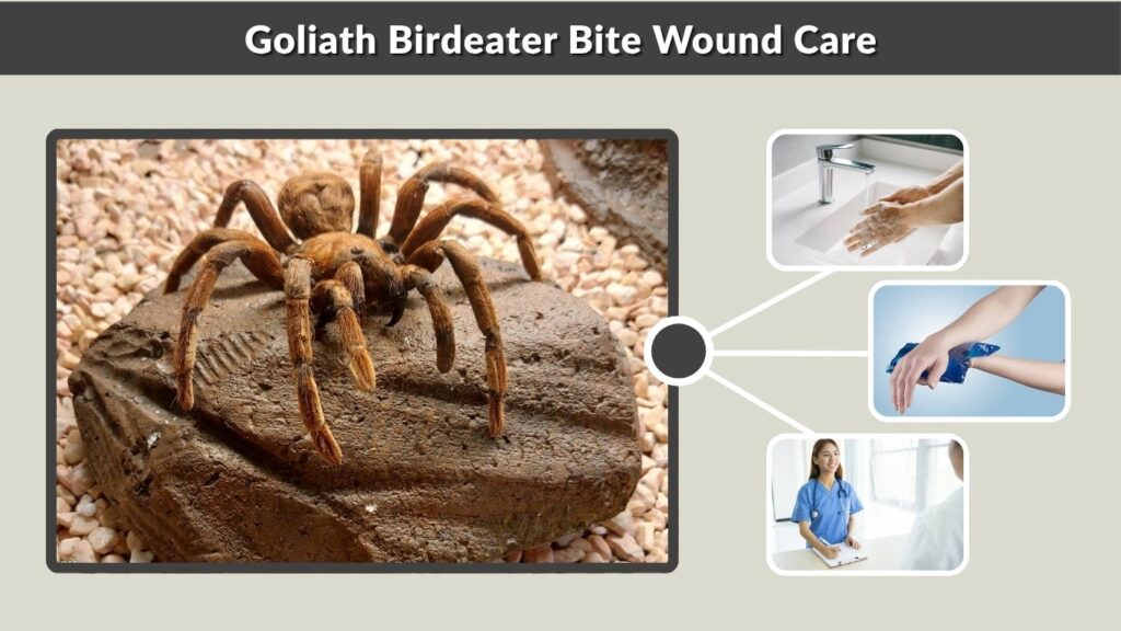 Goliath Birdeater Bite Wound Care