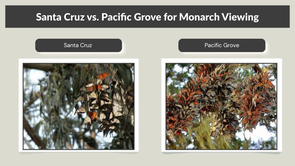 Santa Cruz vs. Pacific Grove for Monarch Viewing