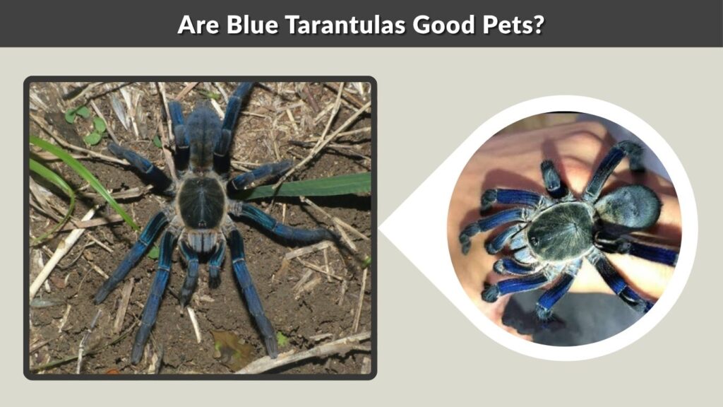Are Blue Tarantulas Good Pets?