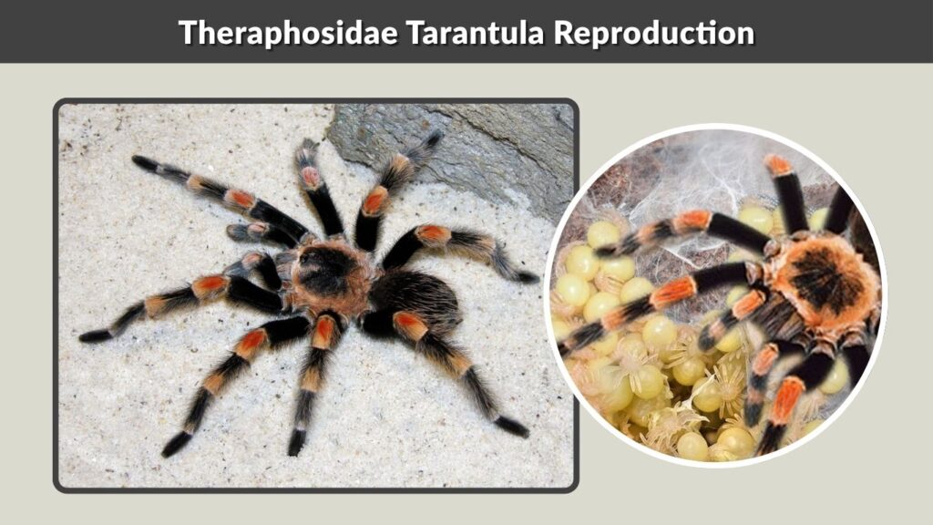 Theraphosidae Tarantula Reproduction