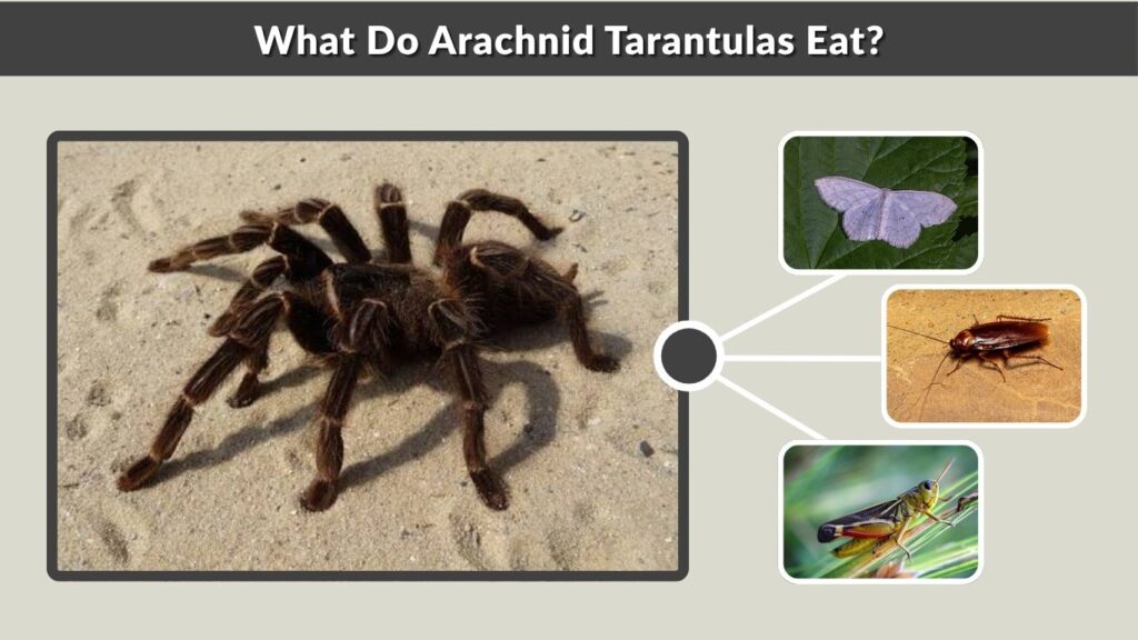 What Do Arachnid Tarantulas Eat?