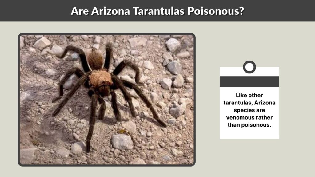 Are Arizona Tarantulas Poisonous?