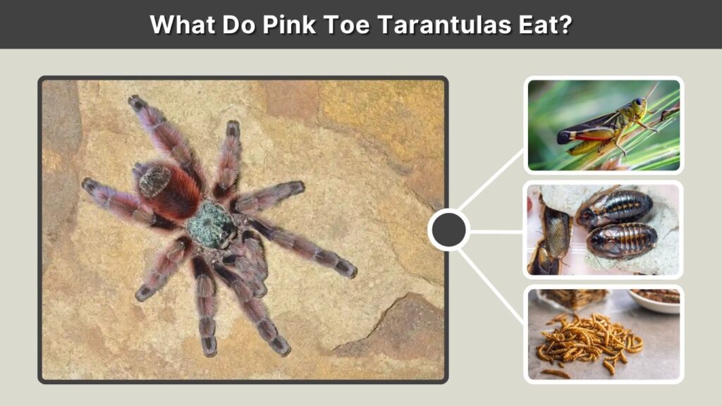 What Do Pink Toe Tarantulas Eat?