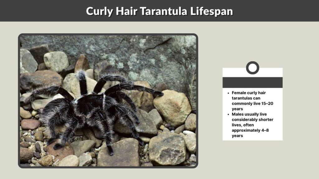 Curly Hair Tarantula Lifespan