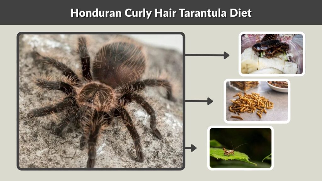 Honduran Curly Hair Tarantula Diet