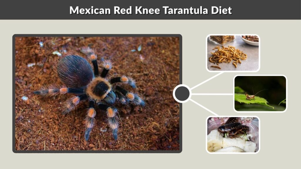 Mexican Red Knee Tarantula Diet