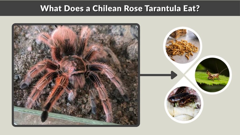 What Does a Chilean Rose Tarantula Eat?