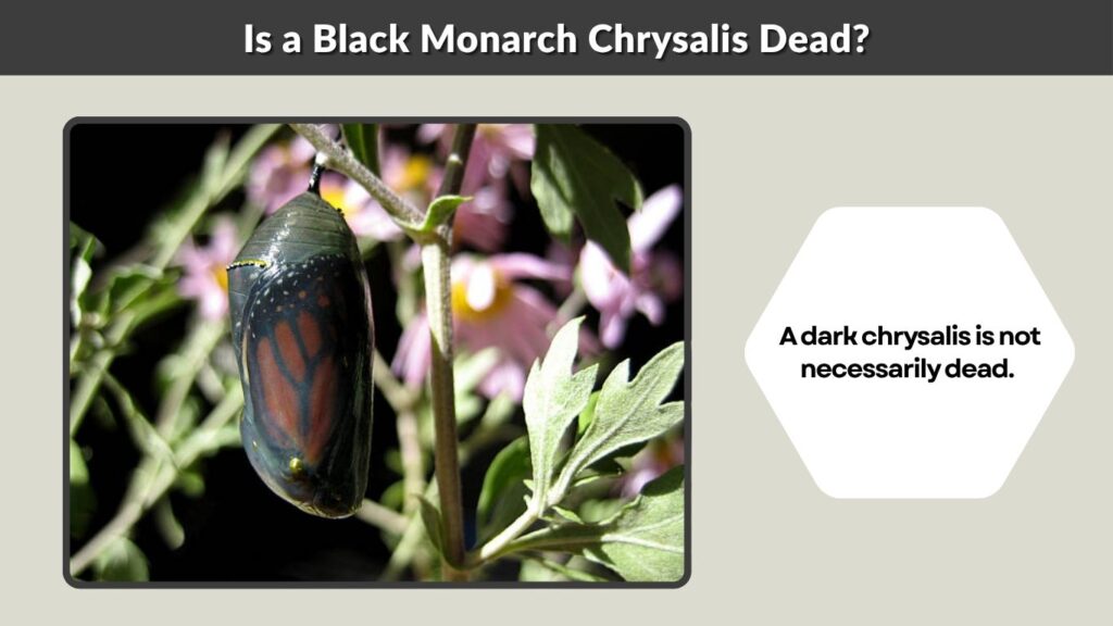 Is a Black Monarch Chrysalis Dead?