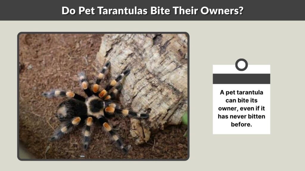 Do Pet Tarantulas Bite Their Owners?