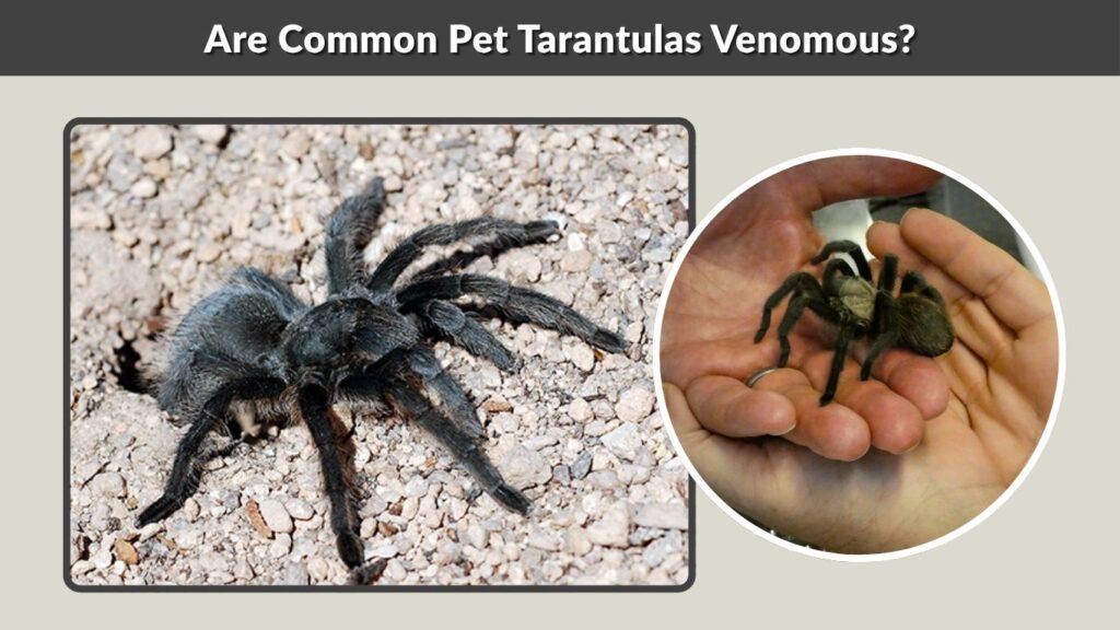 Are Common Pet Tarantulas Venomous?