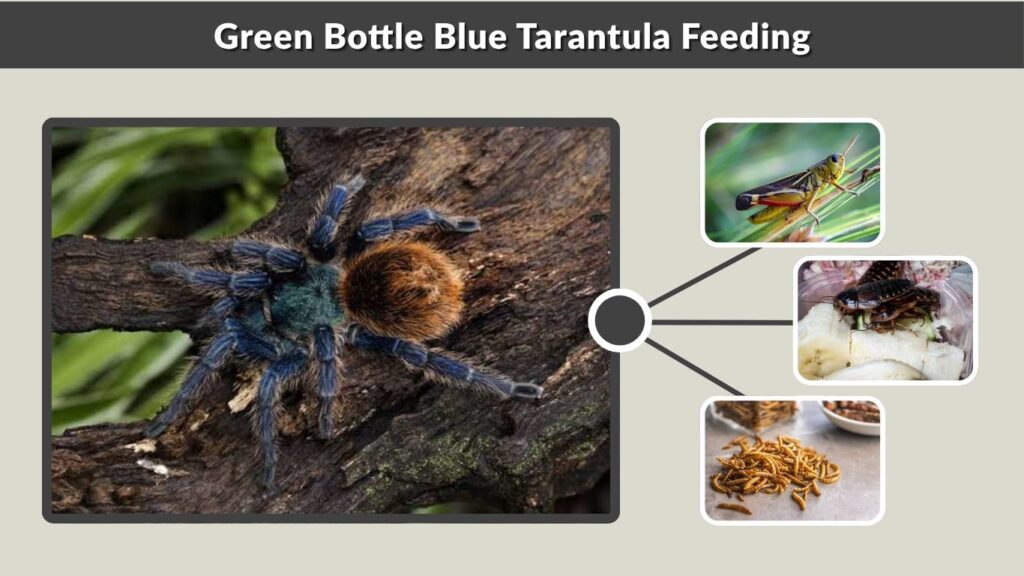 Green Bottle Blue Tarantula Feeding