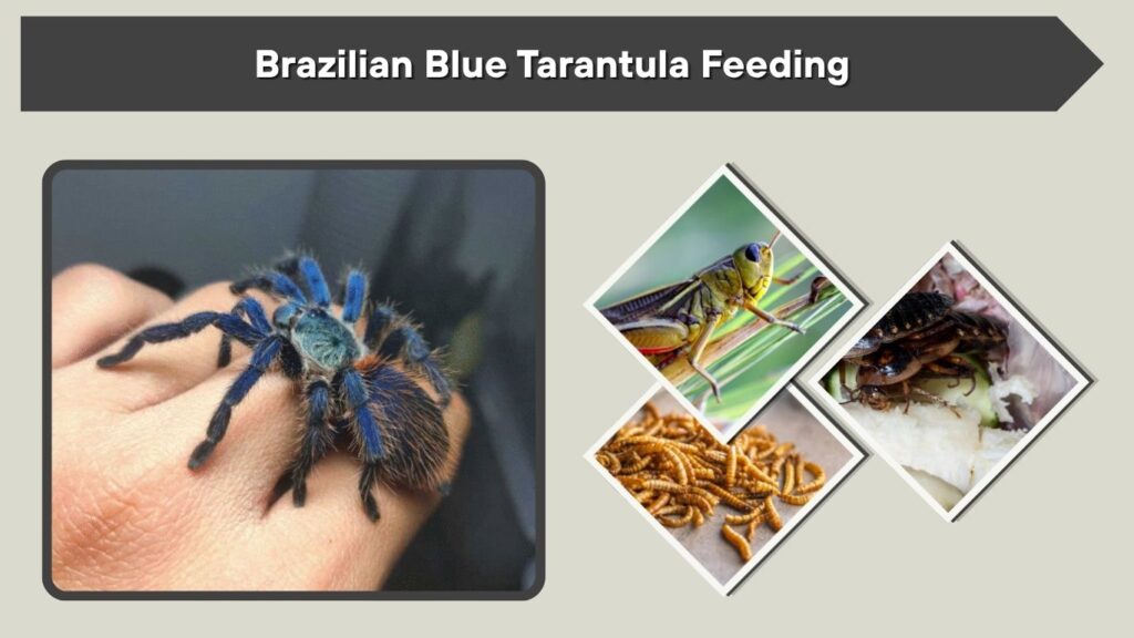 Brazilian Blue Tarantula Feeding
